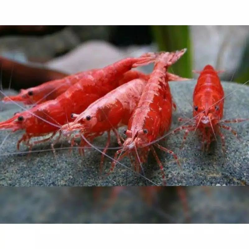 udang hias red fire aquascape