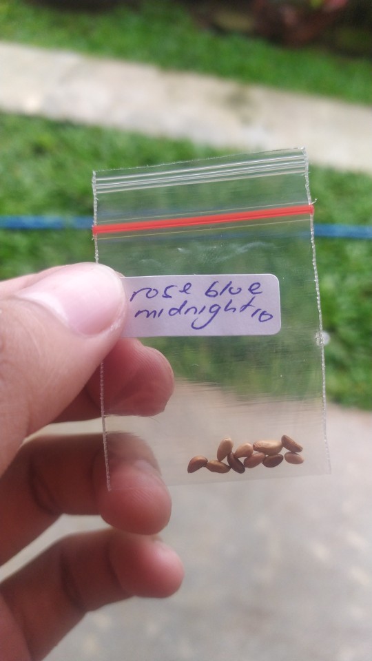 Order Biji Benih Bibit Bunga Mawar / Rose Blue Midnight Supreme Segera Dapatkan
