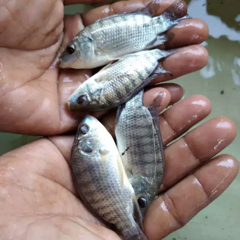 Bibit Ikan nila hitam murah