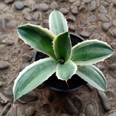 Agave potatorum snowfall