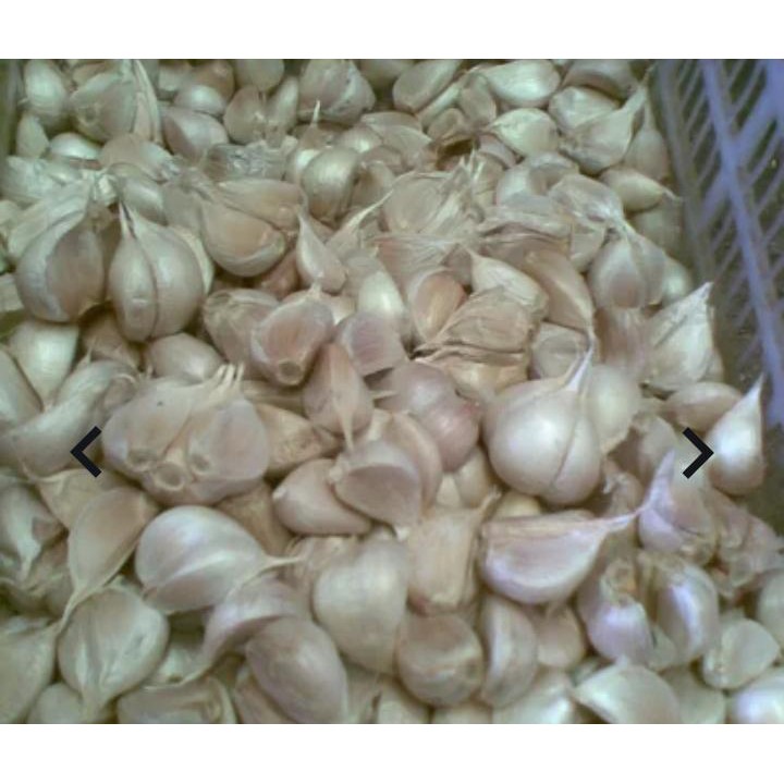 

Bawang kating