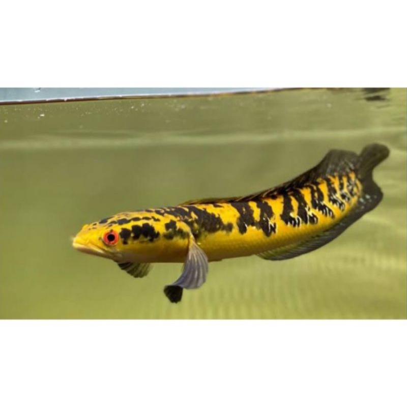 

ikan channa yellow sentrum - ikan channa yellow centrum