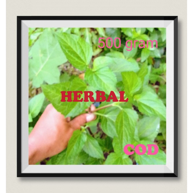 

Daun Herbal Bandotan Untuk Cegah Anemia Turunkan Kadar Gula Malaria Infeksi Dalam Tubuh