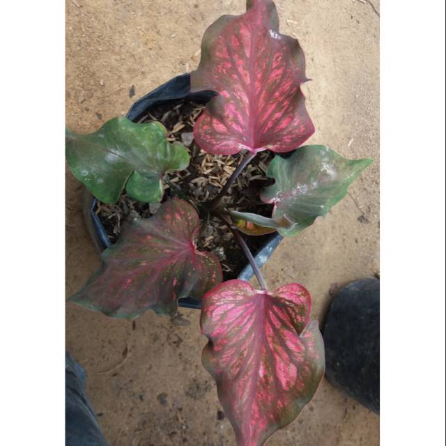 Caladium Batik Api Keladi Hias Shopee Indonesia