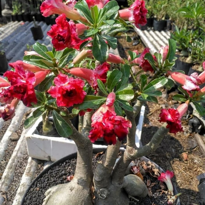 

Bibit Adenium Kemboja Jepang-Bunga Tumpuk Super red