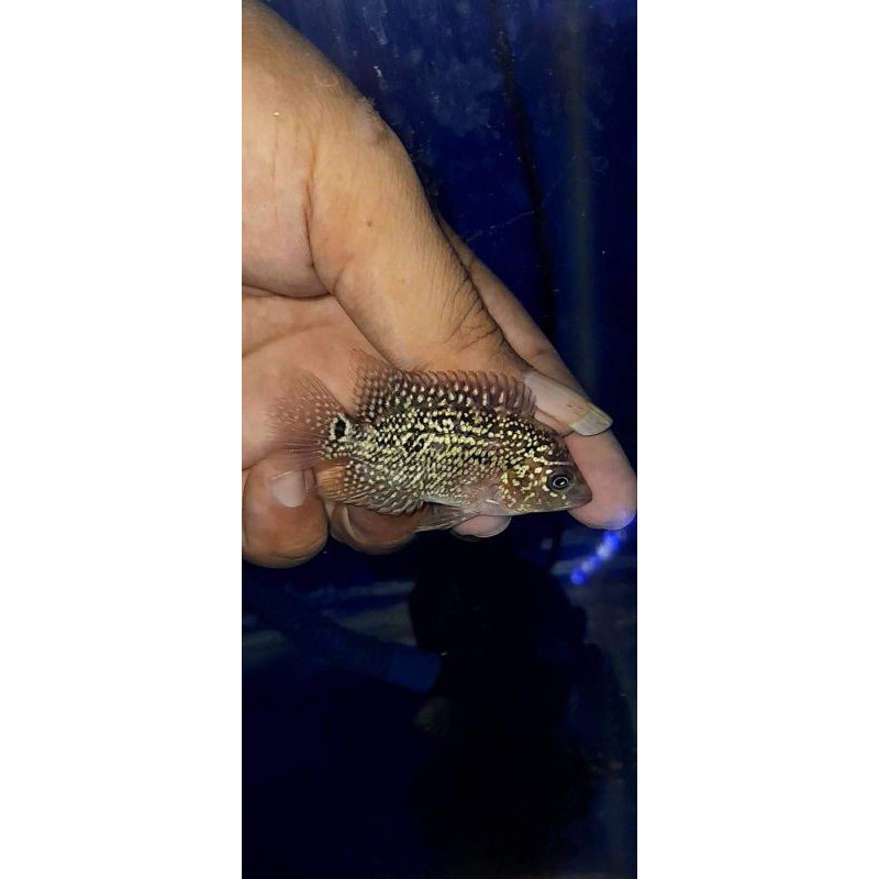 Burayak Louhan Kamfa F3 Ori thailand 2-4CM (COD)