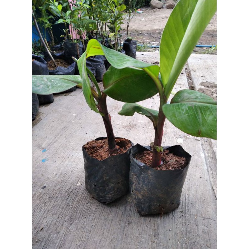Bibit buah pisang merah buah warna merah rasa manis