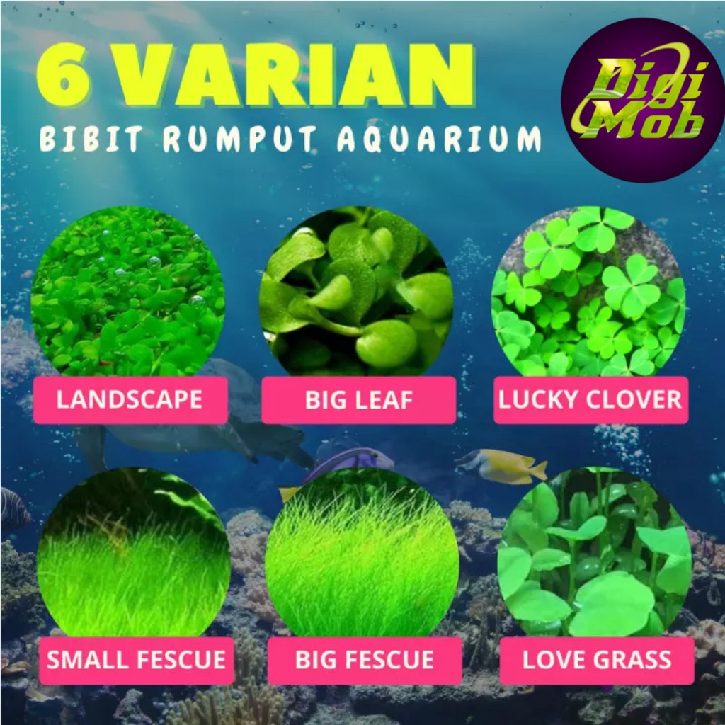  Bibit  Rumput  Aquascape Benih Bibit  Rumput  Aquarium Ikan 