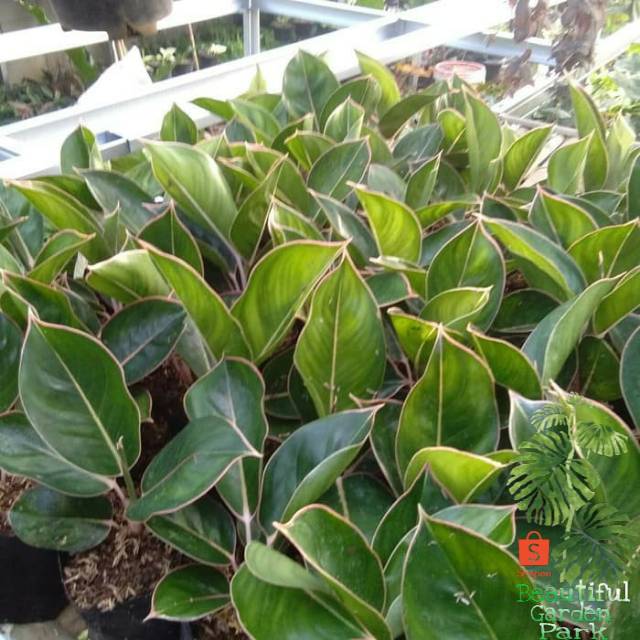 Tanaman hias aglonema lipstik flamingo - aglonema - aglo lipstik flamingo