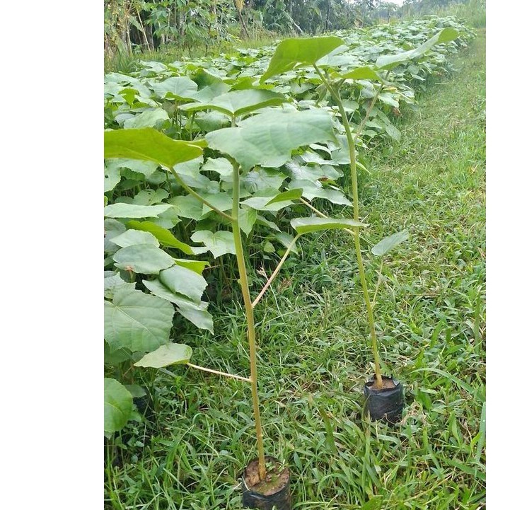 Bibit Tanaman Kayu Balsa Kualitas Unggul Siap Tanam Harga Murah Shopee Indonesia