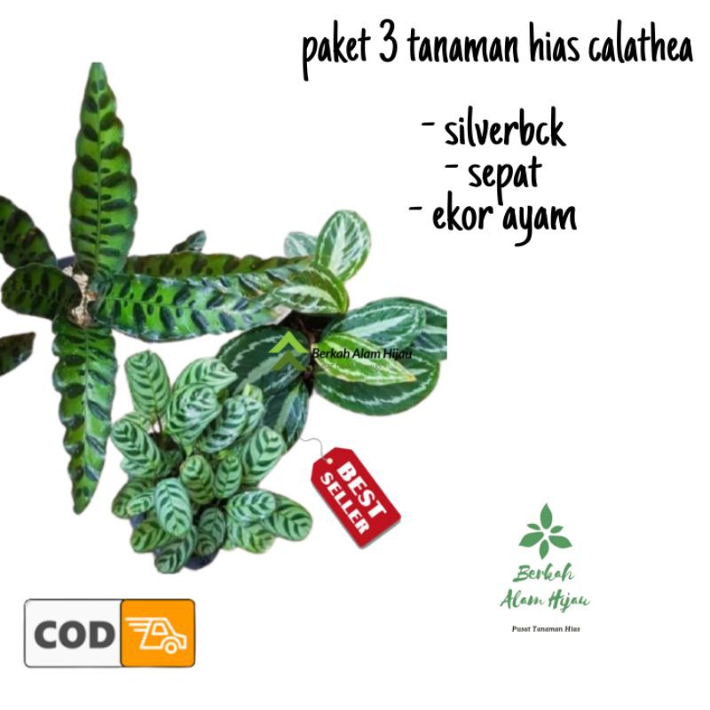 tanaman hias calathea - paket 3 tanaman hias calathea - tanaman hias indoor calathea
