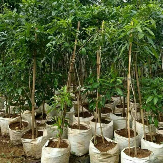Bibit Tanaman Hias Tabebuya 1 meter