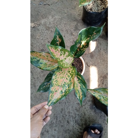 AGLONEMA KOCIN KUNING