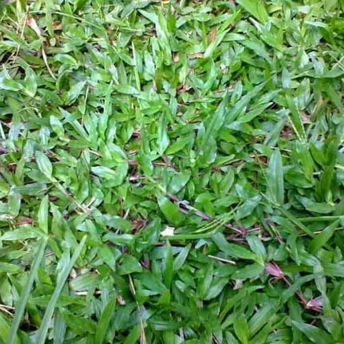 100 Gram Benih Rumput Gajah Biasa Rumput Gajah Paitan Produk Baru Good Quality