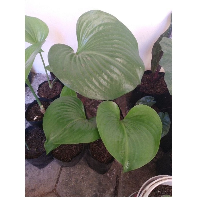 Tanaman Hias Keladi Tapak Kuda Bakung Tapak Kuda Habis Shopee Indonesia