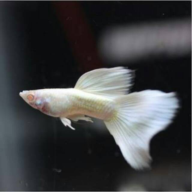 Ikan guppy platinum pasangan