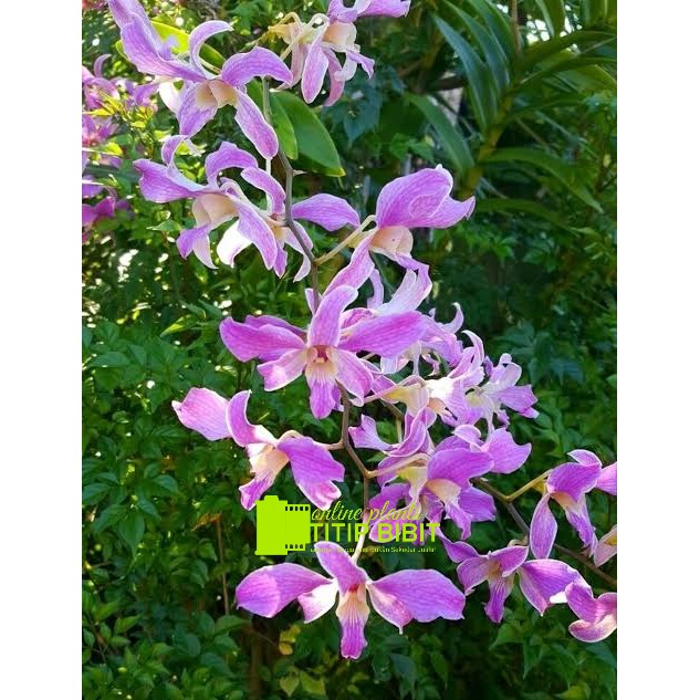 anggrek spesies dendrobium superbien