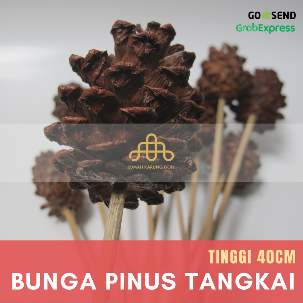 Pinus Tangkai Murah – Bunga Pinus Tangkai – Bunga Kering