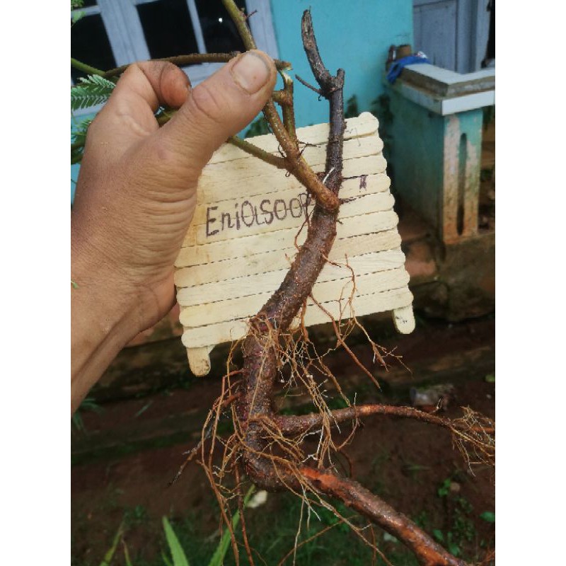 Bahan Bonsai kaliandra Dongkelan Murah berkarakter