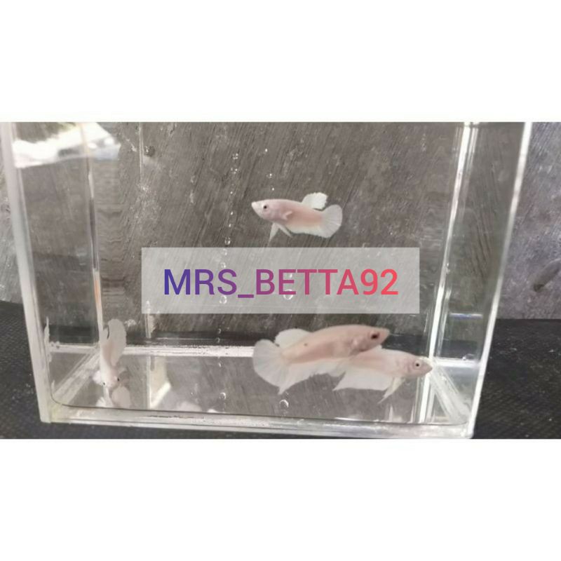 

ikan cupang plakat white platinum