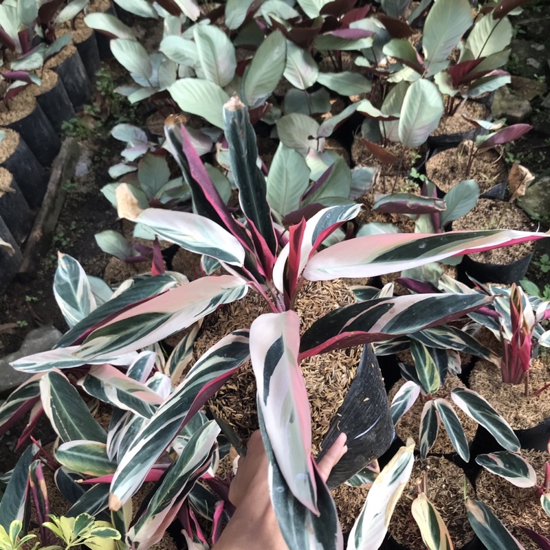 Calathea Merah putih / tricolor variegata