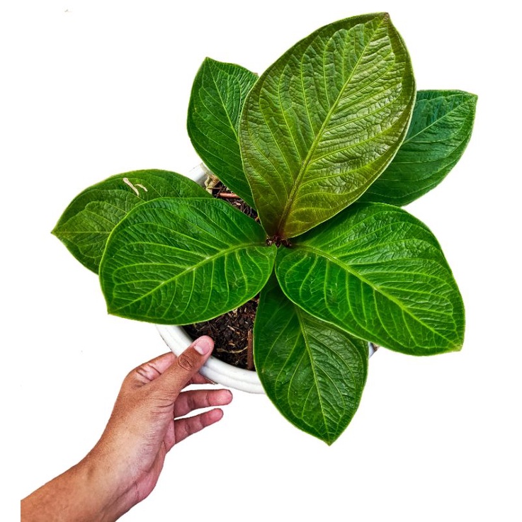 anthurium Jemani Mangkok Tornado