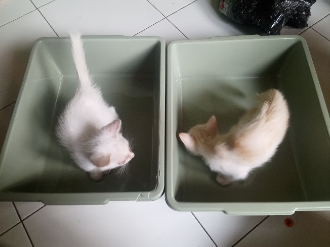 Baskom Plastik / Baskom Cat / Bak Cat / Bak Pasir Kucing - Susan
