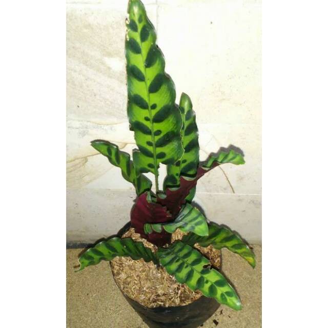 Tanaman hias calathea lancifolia - Pohon meranti ekor merak - meranti bulu ayam keytaman02