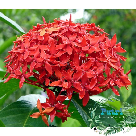 tanaman hias asoka king - asoka bunga daun besar - soka king - Tanaman Hidup-Bunga Hidup Murah