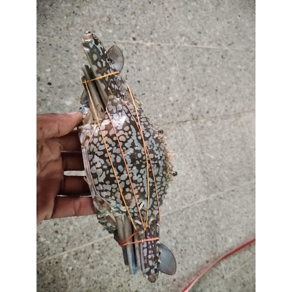 

rajungan asli laut