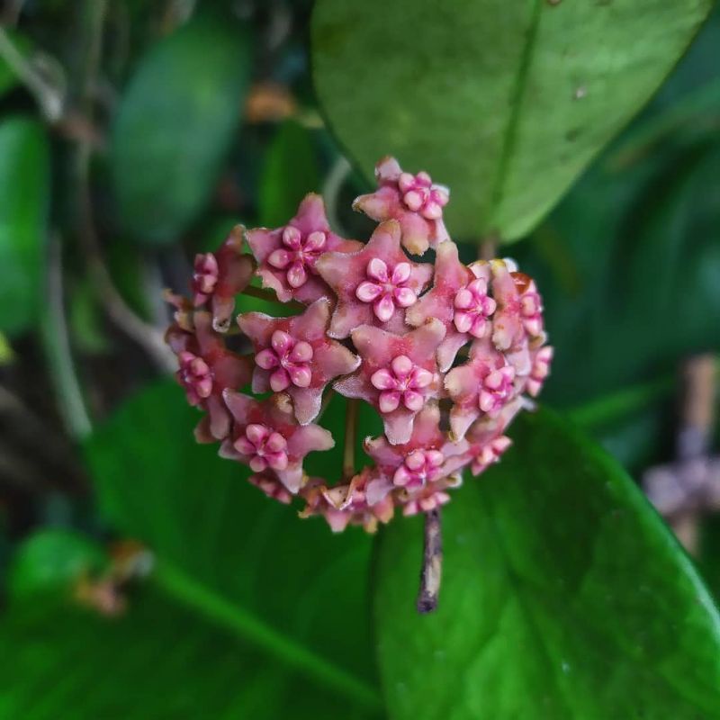 Hoya diversifolia