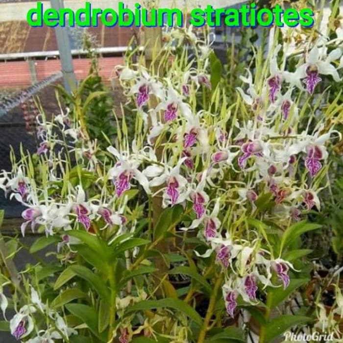 seedling anggrek dendrobium stratiotes