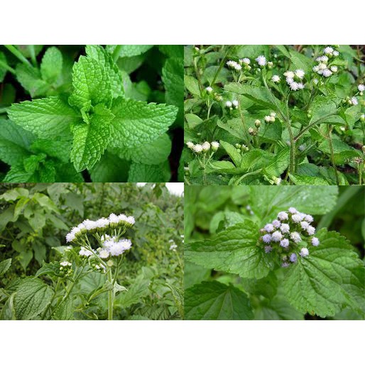 

Daun herbal babadotan 500 gram