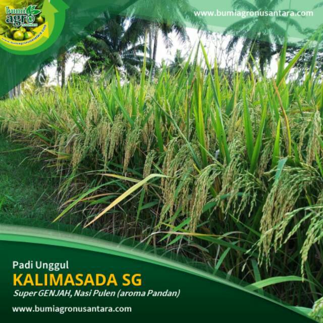 New PADI KALIMASADA SG Aromatic (Super Genjah) usia 85 HST