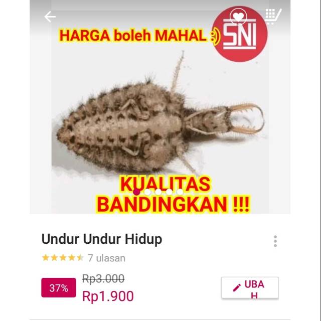 Cod Undur Undur Hidup Obat Jamu Herbal Tradisional Shopee Indonesia