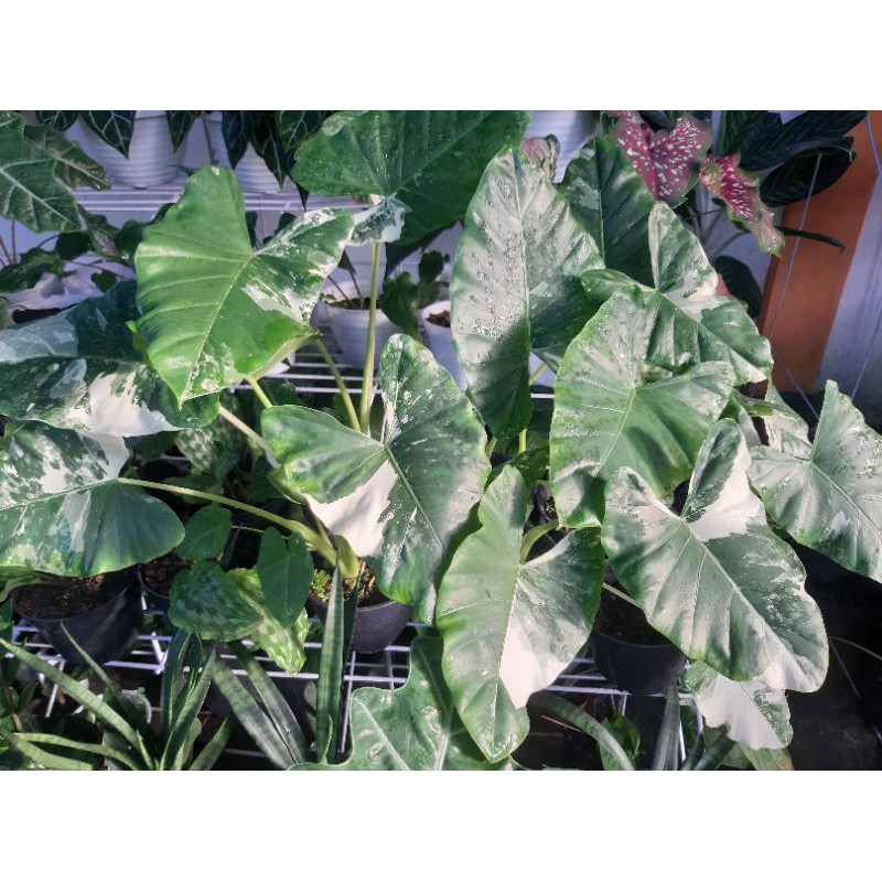 Sente Variegata