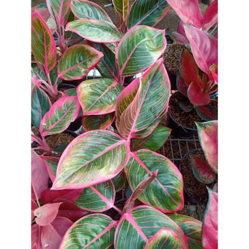 tanaman hias-aglonema lipstik khanza