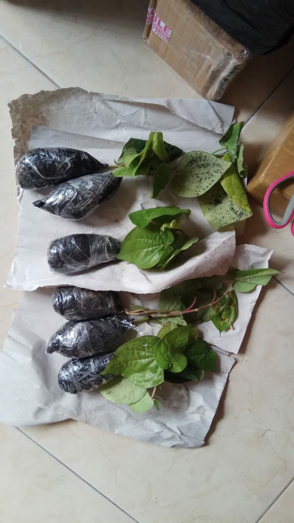 New Produck!! Tanaman Herbal - Tanaman Lada Perdu - Pohon Merica - Piper Nigrum