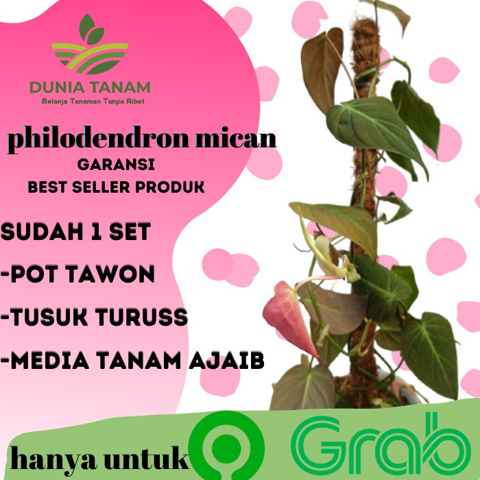 ⭐️SUPERIMBUN⭐️sri gading  philo Philodendron melano pink princess congo mican micans 512