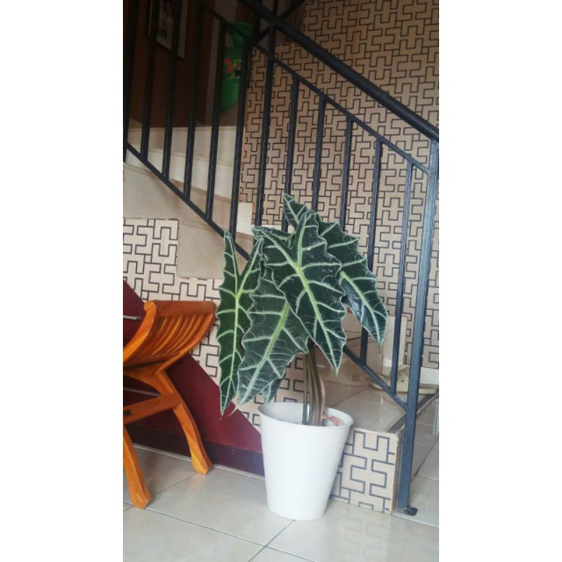 Tanaman Hias Keladi Amazon Size Jumbo