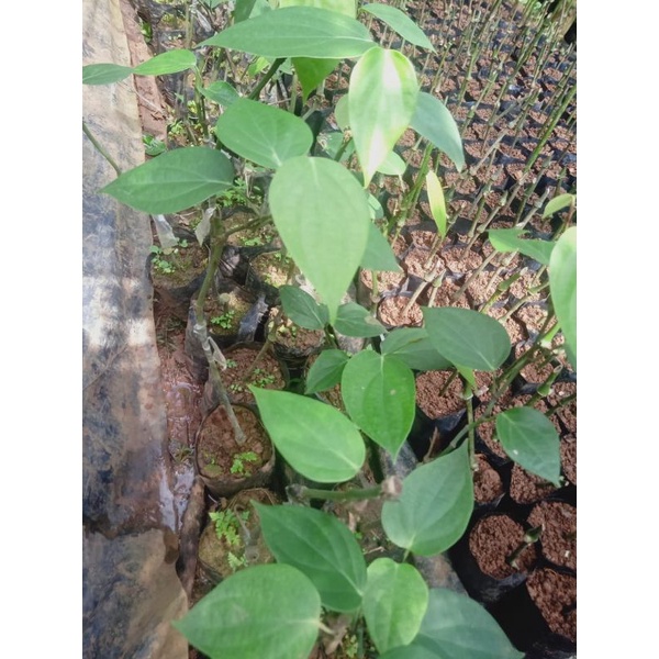 BIBIT LADA SAMBUNGAN MELADA, SIAP TANAM