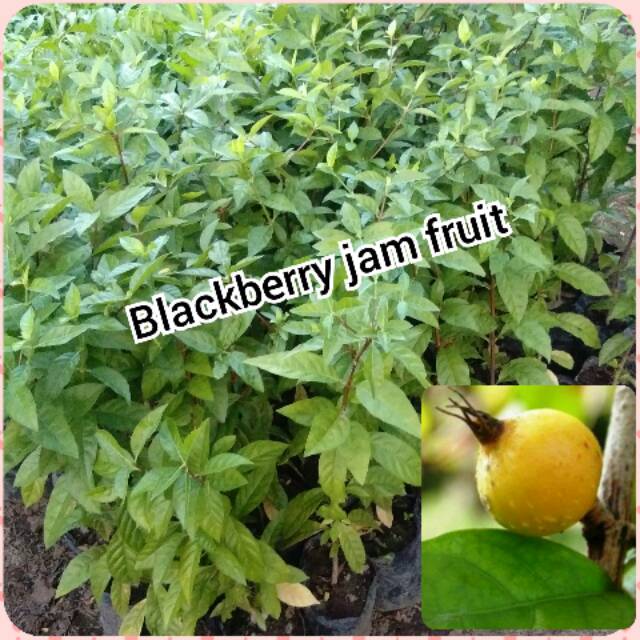 BIBIT BUAH JAM FRUIT bibit blueberry cepat berbuah