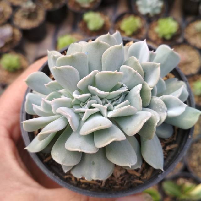 Kaktus sukulen echeveria topsy cristata
