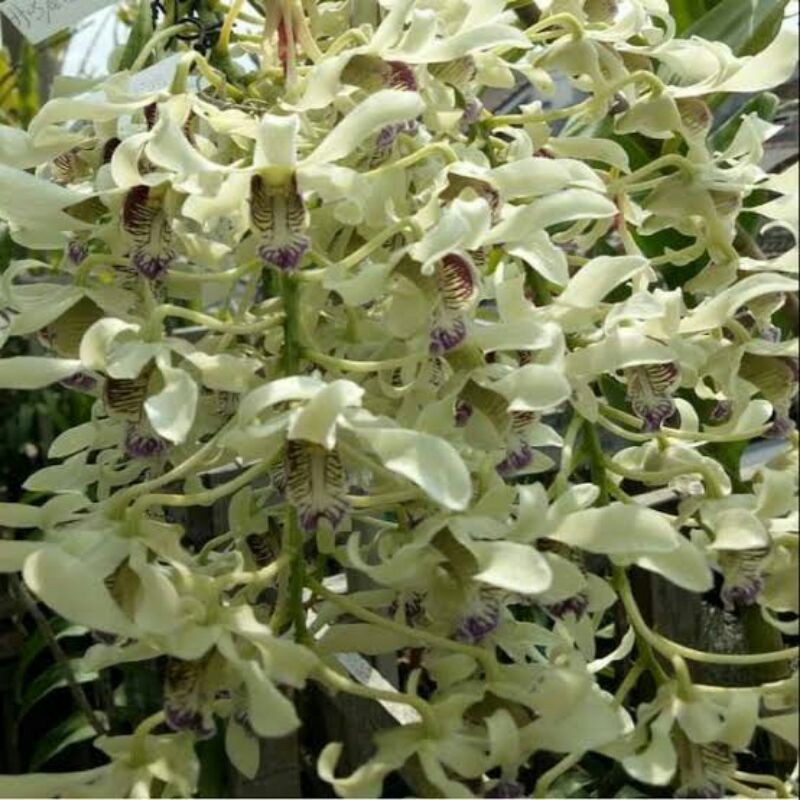 Anggrek Spesies Dendrobium Wulaiense
