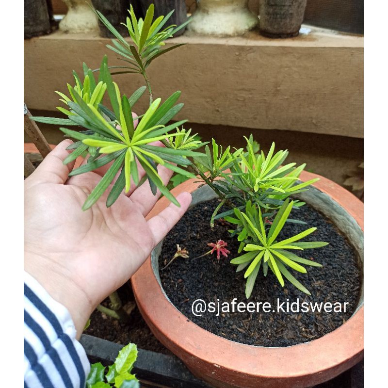 Bahan bonsai Lohansung Lidah burung