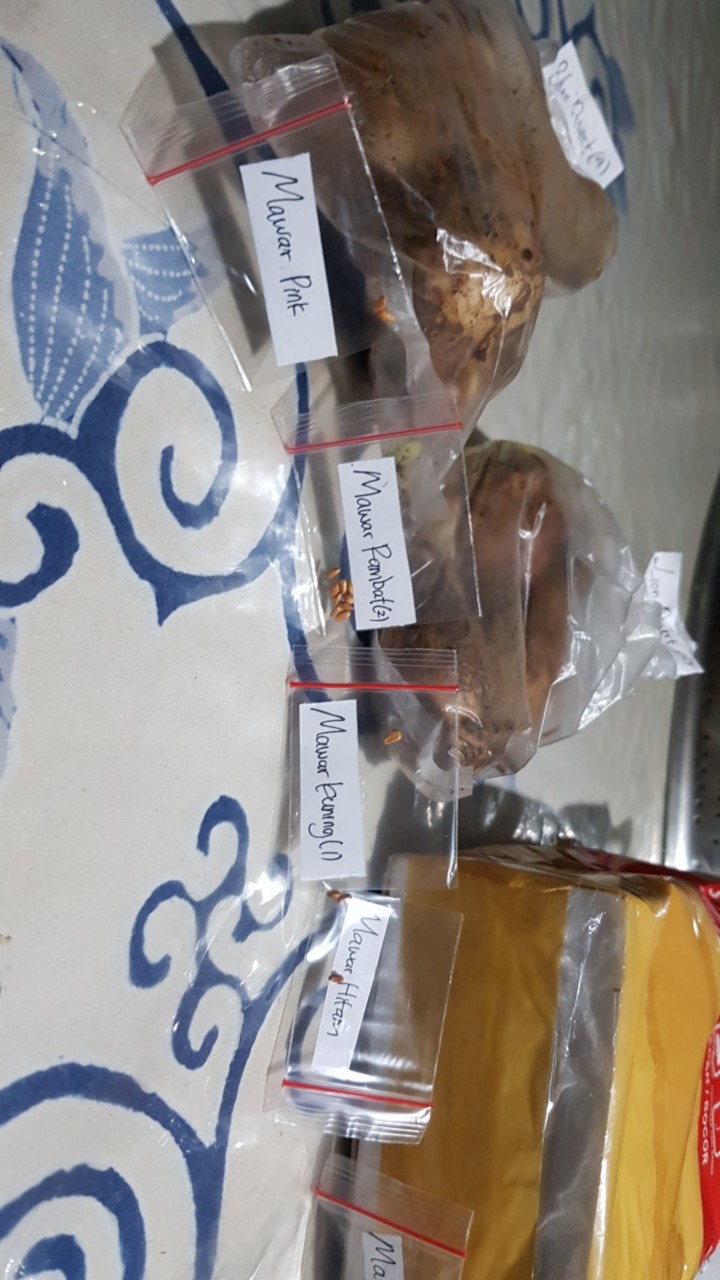 (benih) Biji Bunga Mawar Kuning Cantik Langka