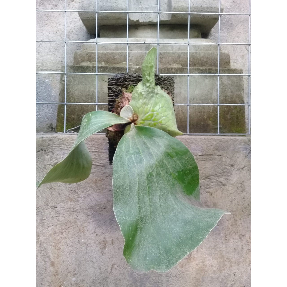 PLATYCERIUM ANDINUM SP MEDIUM