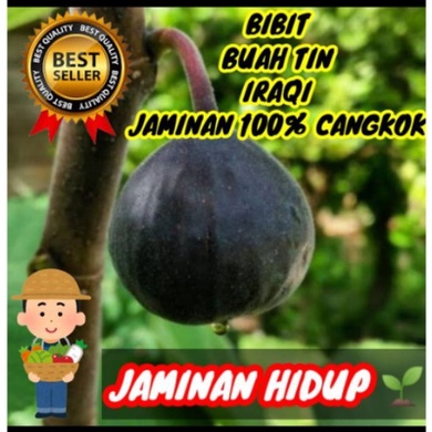 bibit buah tin IRAQI CEPAT BERBUAH