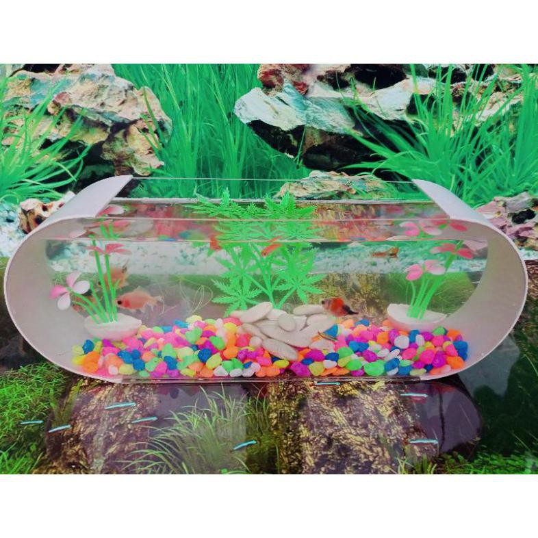 Diskon Aquarium Mini Unik Cupang Ikan Hias Kecil Kura-Kura
