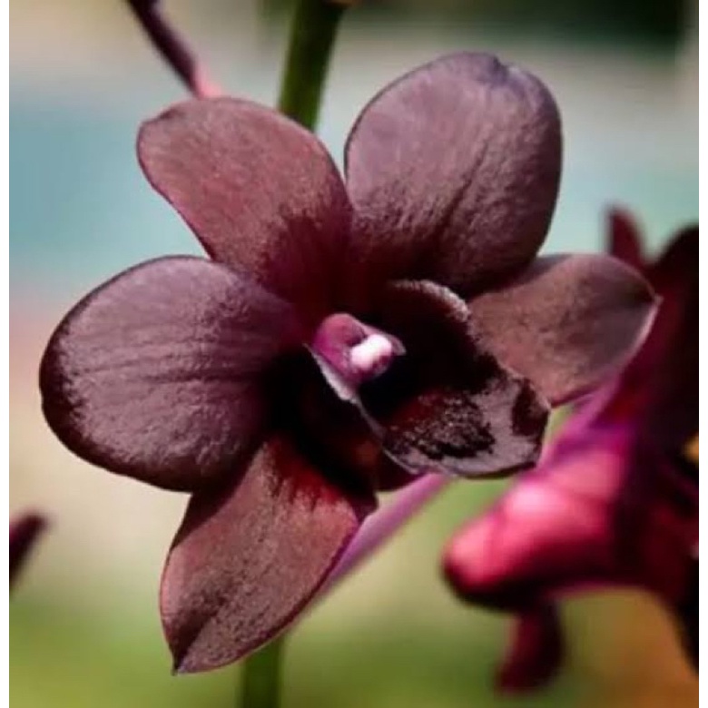 Jual Anggrek Dendrobium Hitam Mangoosten Shopee Indonesia